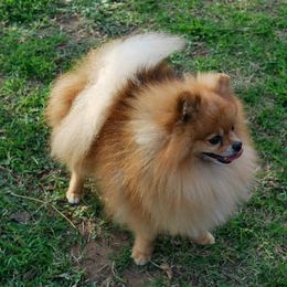 Dee Dee's Pomeranians breeder of Pomeranian