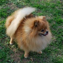 Dee Dee's Pomeranians breeder of Pomeranian