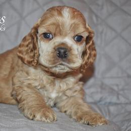 Jacques - Red male Cocker Spaniel puppy in Myerstown, Pennsylvania from The Cocker Cingdom