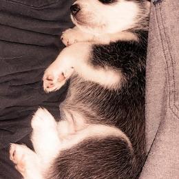Siberian Huskies from Hagins Siberian Huskies