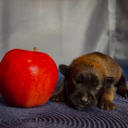 Belgian Malinois Puppies from Fromage Malinois