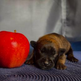 Belgian Malinois Puppies from Fromage Malinois