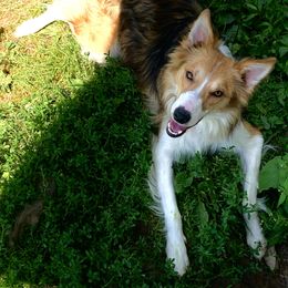 Declan - Border Collie