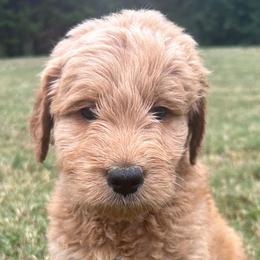 Goldendoodles from Grandview Goldendoodles