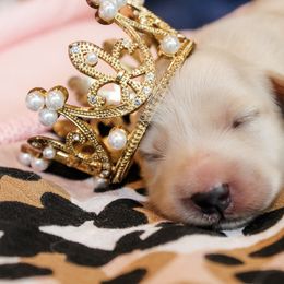 Girl 1 - Cream female Dachshund puppy in Laurel, Mississippi from Kissinger Dachshunds