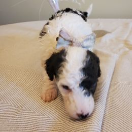 Pomeranian and Sheepadoodle Puppies from Fluffy Wonders Poms and Doodles