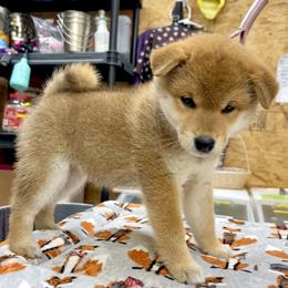 Girl 1 - Red female Shiba Inu puppy in Milton, Florida from Moonlight Shibas