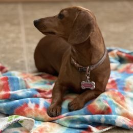 honey - Dachshund