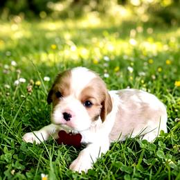 Maxwell - Blenheim male Cavalier King Charles Spaniel puppy in Pennsylvania from Julie's Cavalier King Charles Spaniels