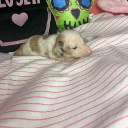 Miley - Piebald female Dachshund puppy in Lake City, Florida from My Ditzy Doxies of Florida