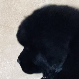 Bright Pink Girl - Black female Newfoundland puppy in Richland, Washington from CBN