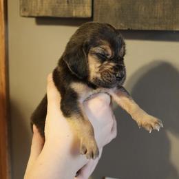 Little Peanut - Black and tan male Bloodhound puppy in Franklin, Indiana from K Creek Farms