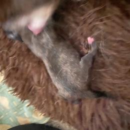 Ava - Chocolate brindled fawn female Chihuahua puppy in Red Bluff, California from Aye Chihuahua