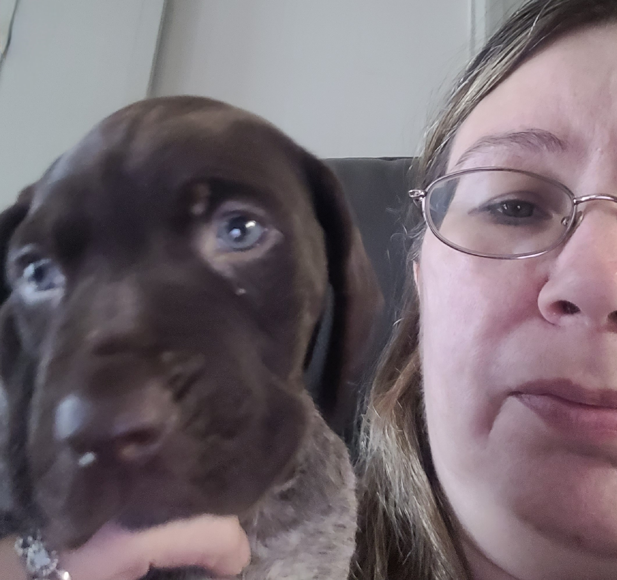 German Shorthaired Pointer Puppies from Stoney Fork German Shorthaired Pointers