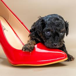 April - Black female Poodle puppy in Weston, Florida from Miami Toy Poodles