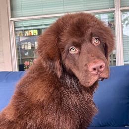 Newfoundland Puppies from Pete’s Newfies
