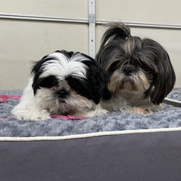 Shih Tzus from Bel Aire Beauties