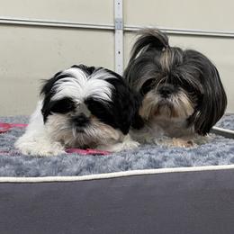 Shih Tzus from Bel Aire Beauties