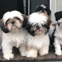 Shih Tzus from Palaquin
