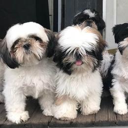 Shih Tzus from Palaquin