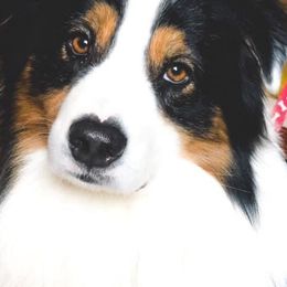 Australian Shepherds from Two Rivers Aussies