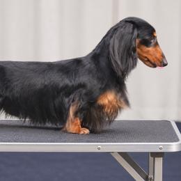 Jazzy - Dachshund