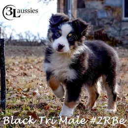 Australian Shepherd and Miniature Australian Shepherd Puppies from 3Laussies
