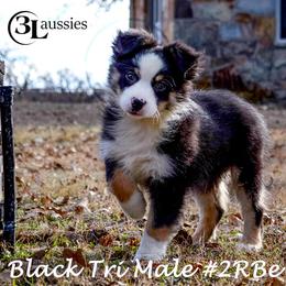 Australian Shepherd and Miniature Australian Shepherd Puppies from 3Laussies