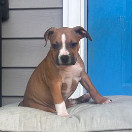 Blaze - Red male American Staffordshire Terrier puppy in Monroe, Georgia from Irresistibull Staffords