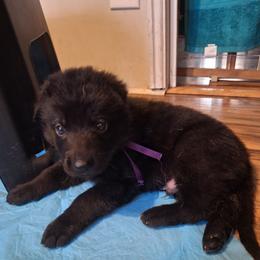 Ivan vom LegendLand - Black male German Shepherd puppy in Hillsborough County, Florida from Vom Legend Land