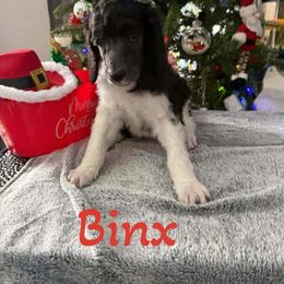 Binx - Parti male Poodle puppy in Iva, South Carolina from Canoe Creek Spoos