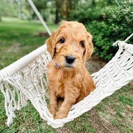 Liberty - Cream female Goldendoodle puppy in Montgomery, Texas from Dacus Doodles