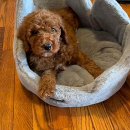 Bernedoodle and Goldendoodle Puppies from Brunsman Country Doodles LLC