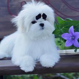 Maltese Puppies from Made to Love Maltese LLC