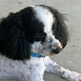 Astro - Poodle