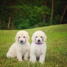Poodle Puppies from Anolani Standard Poodles