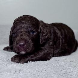 Poodle puppies from K & A Standard Poodles