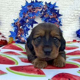 Dachshund Puppies from Cajun Coast Dachshunds