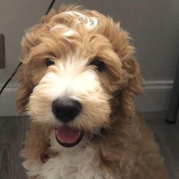 Goldendoodle Puppies from Melodies Daytona Doodles