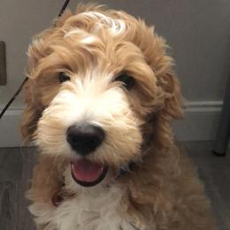 Goldendoodle Puppies from Melodies Daytona Doodles