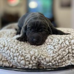 Yara - Charcoal female Dilute Retriever puppy in Puyallup, Washington from 12 Door Farm Labradors