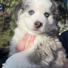 Luke - Black and white male Pomsky puppy in Spokane, Washington from Full Moon Pomskies