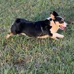 Hazel - Pembroke Welsh Corgi
