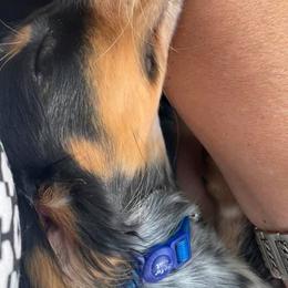 Dachshunds from Mimi’s Doxies