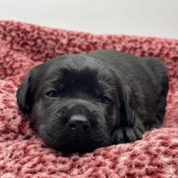 Purple - Black female Labrador Retriever puppy in New Oxford, Pennsylvania from Precious Mountain View Labrador