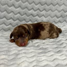Alvin - Dapple male Dachshund puppy in Queen Creek, Arizona from Jolly Rogers Dachshunds