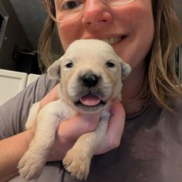 Blue - Light golden male Golden Retriever puppy in Madison, Ohio from Heckmans English Cream Golden Retrievers