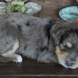 Boy 3 - Blue merle male Aussiedoodle puppy in Lawton, Oklahoma from Lindsey’s Aussies