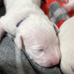 Lavender - White and liver brown female Dalmatian puppy in Hastings, Florida from Love My Spotty Dalmatians
