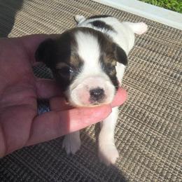 VENUS - White and red female Papillon puppy in Hollister, Missouri from Swan Creek Kennel